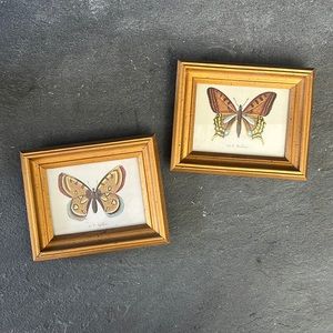 Vintage Set of Butterfly Lithographs in Gold Frame